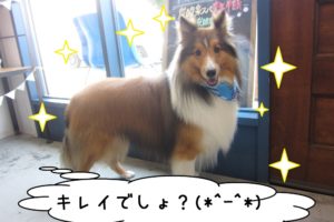 笑顔シェルティー