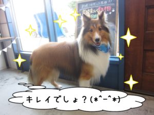 笑顔シェルティー