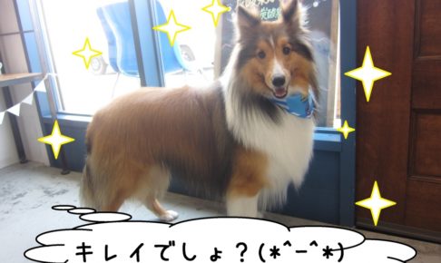 笑顔シェルティー
