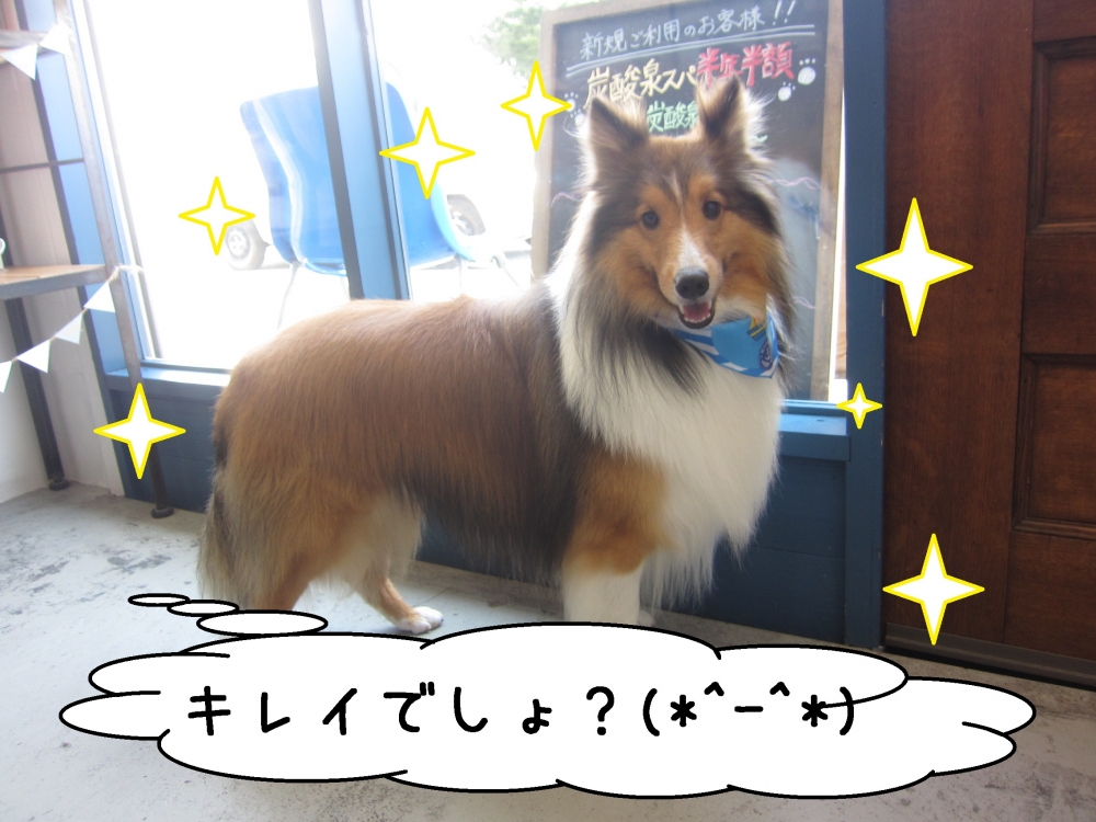 笑顔シェルティー