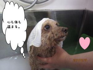 スパ中トイプードル