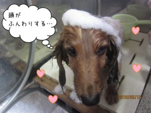 シャンプー中ミニチュアダックス