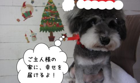 サンタクロースMシュナ