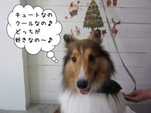 施術後シェルティー