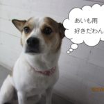 おすわりミックス