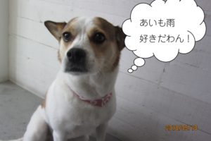 おすわりミックス