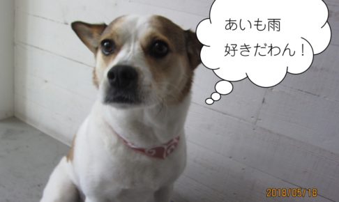 おすわりミックス