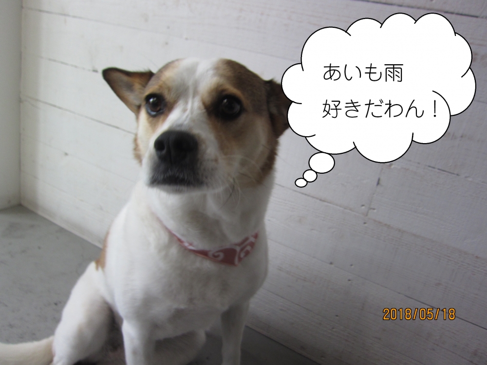 おすわりミックス