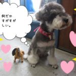 おすましMシュナ