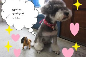 おすましMシュナ