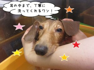 スパ中ミニチュアダックス