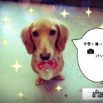 ひかるミニチュアダックス