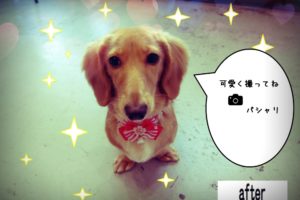 ひかるミニチュアダックス