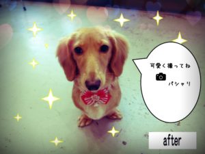 ひかるミニチュアダックス