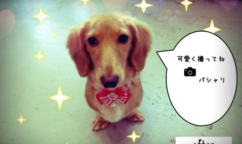 ひかるミニチュアダックス