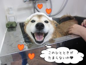 スパ中柴犬