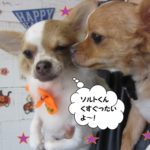 二人じゃれあうチワワ