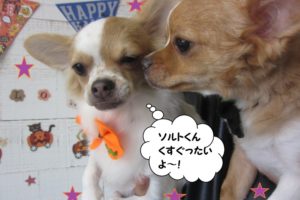 二人じゃれあうチワワ