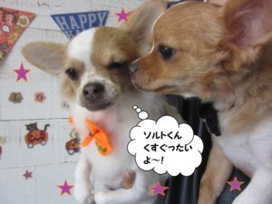 二人じゃれあうチワワ