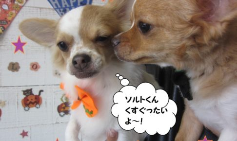 二人じゃれあうチワワ