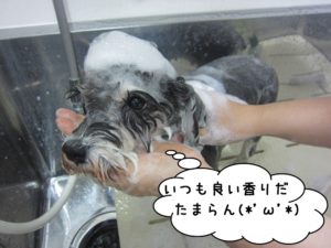 シャンプー中Mシュナ