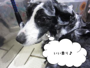 シャンプー中ボーダーコリー