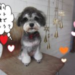 おすましMシュナ