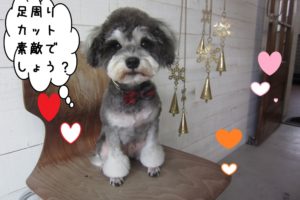 おすましMシュナ