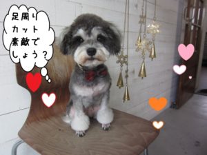 おすましMシュナ