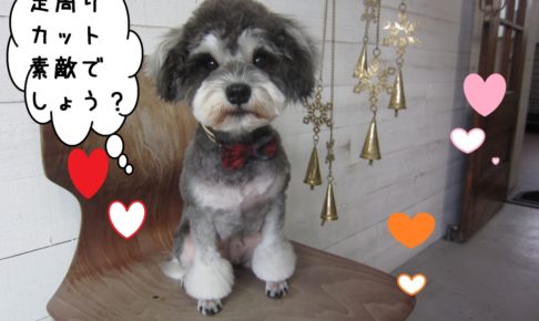 おすましMシュナ