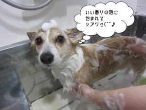 シャンプー中コーギー