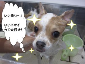 シャンプー中チワワ