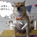 えっへん柴犬