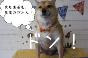 えっへん柴犬