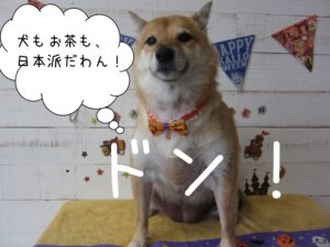 えっへん柴犬