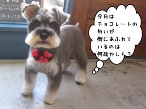 カット後Mシュナ