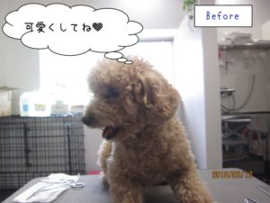 カット前トイプードル