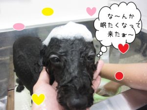 シャンプー中トイプードル