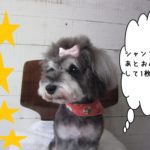 おめかしお洒落Mシュナ