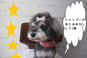 おめかしお洒落Mシュナ