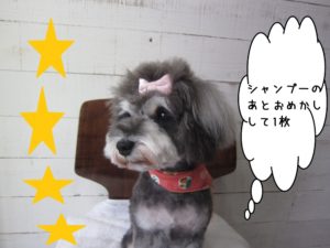 おめかしお洒落Mシュナ