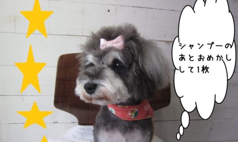 おめかしお洒落Mシュナ