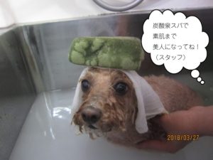 スパ中トイプードル