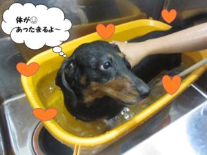 スパ中ミニチュアダックス