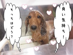 シャンプー中ミニチュアダックス