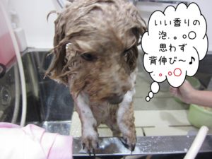 シャンプー中トイプードル