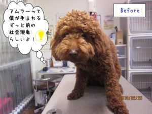 カット前トイプードル