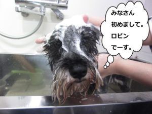 シャンプー中Mシュナ