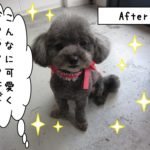 おすましトイプードル