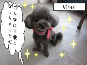 おすましトイプードル